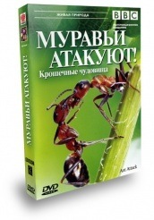 BBC: Муравьи атакуют - DVD